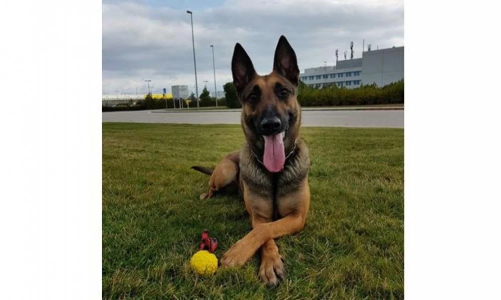 Αλάνθαστη η “Minnie”: "Ξετρύπωσε" σακουλάκια με ηρωίνη!